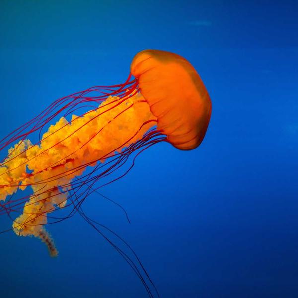 Գիպսե առաստաղի սալ դասական